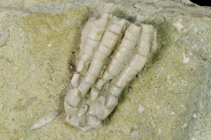 Fossil Crinoid (Scytalocrinus) - Crawfordsville, Indiana #148659